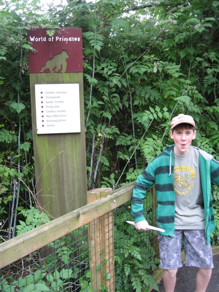 World of Primates